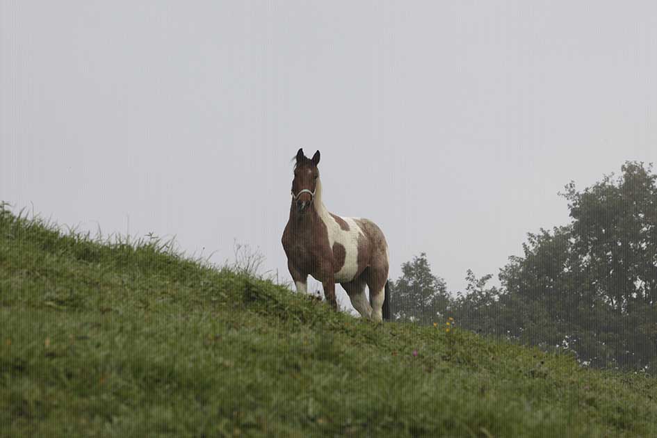 BlickMe - Landsherr Design und Fotografie | ANIMALS | HORSE