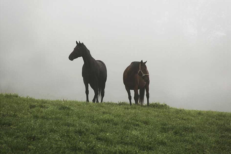 BlickMe - Landsherr Design und Fotografie | ANIMALS | HORSE