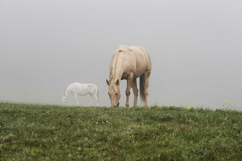 BlickMe - Landsherr Design und Fotografie | ANIMALS | HORSE