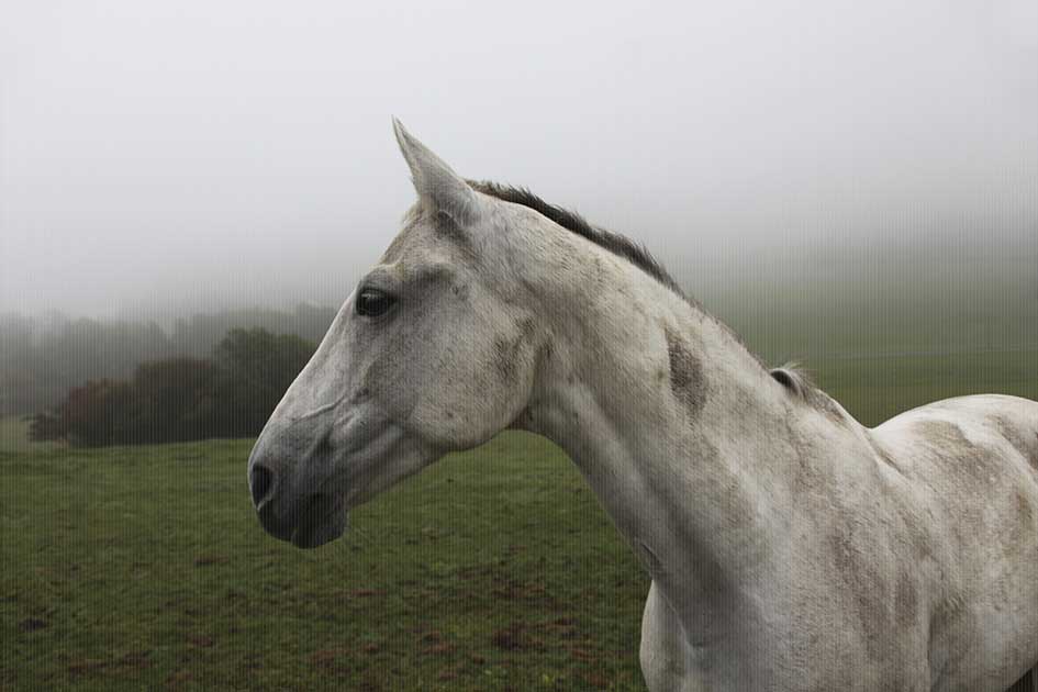 BlickMe - Landsherr Design und Fotografie | ANIMALS | HORSE