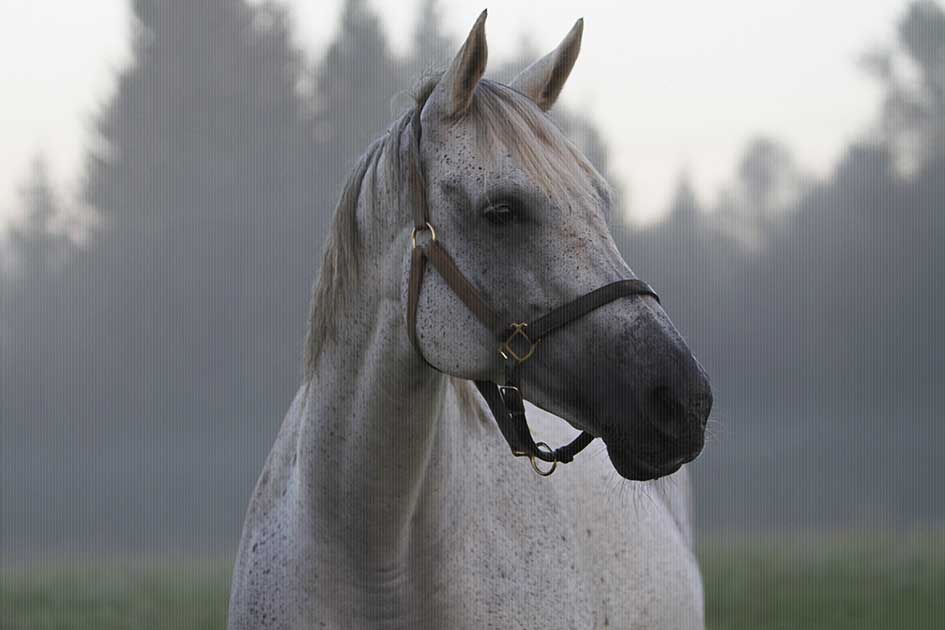 BlickMe - Landsherr Design und Fotografie | ANIMALS | HORSE