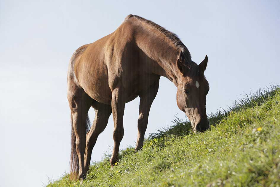 BlickMe - Landsherr Design und Fotografie | ANIMALS | HORSE