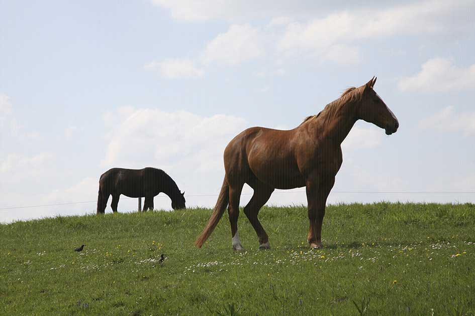 BlickMe - Landsherr Design und Fotografie | ANIMALS | HORSE