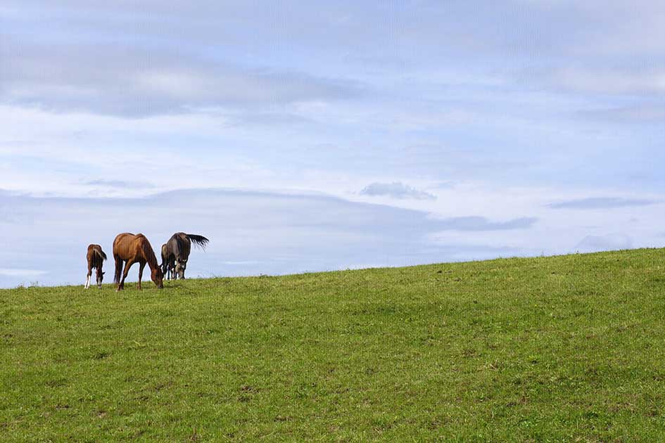 BlickMe - Landsherr Design und Fotografie | ANIMALS | HORSE