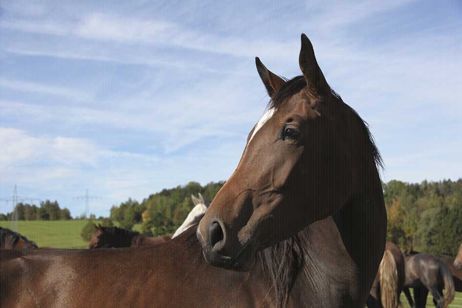 BlickMe - Landsherr Design und Fotografie | ANIMALS | HORSE