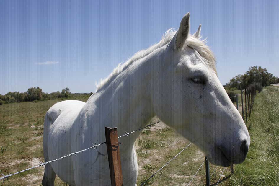 BlickMe - Landsherr Design und Fotografie | ANIMALS | HORSE