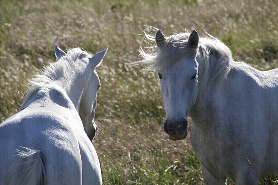 BlickMe - Landsherr Design und Fotografie | ANIMALS | HORSE