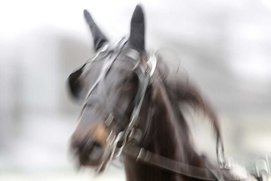 BlickMe - Landsherr Design und Fotografie | ART | HORSE+ BLUR