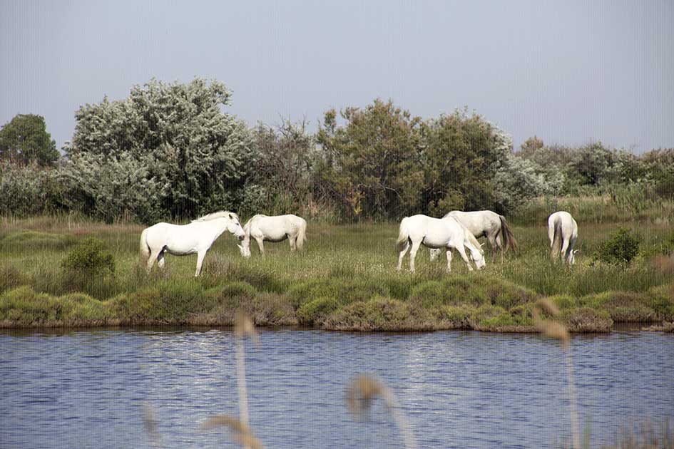 BlickMe - Landsherr Design und Fotografie | TRAVEL | REGION | CAMARGUE