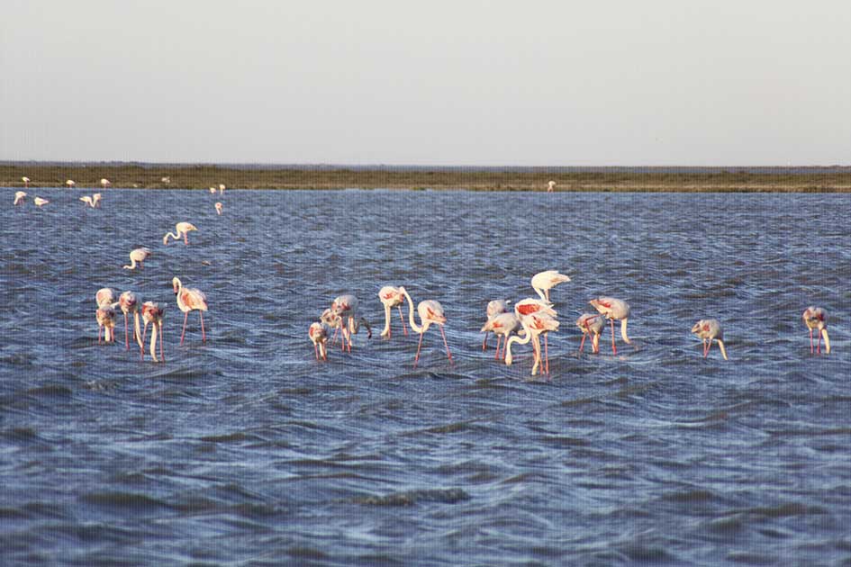 BlickMe - Landsherr Design und Fotografie | TRAVEL | REGION | CAMARGUE